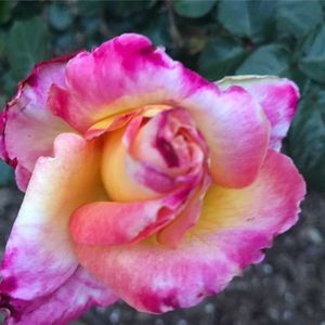 Meet your Posher, Lorenza